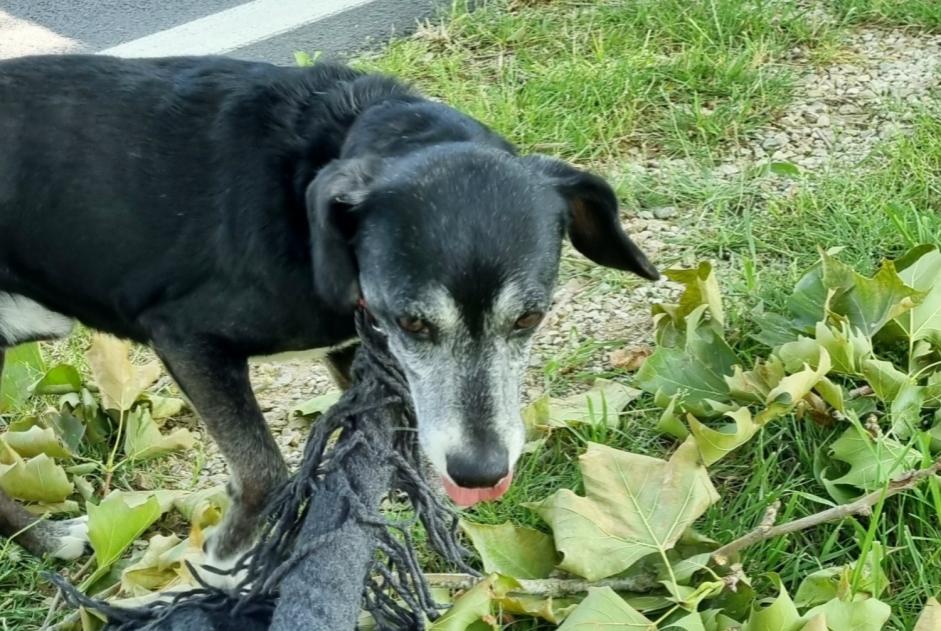 Fundmeldung Hund rassenmischung Unbekannt Romilly-sur-Seine Frankreich