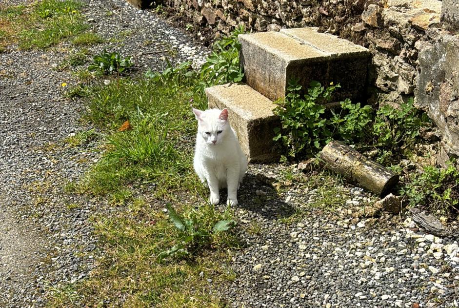 Fundmeldung Katze Unbekannt Mortcerf Frankreich