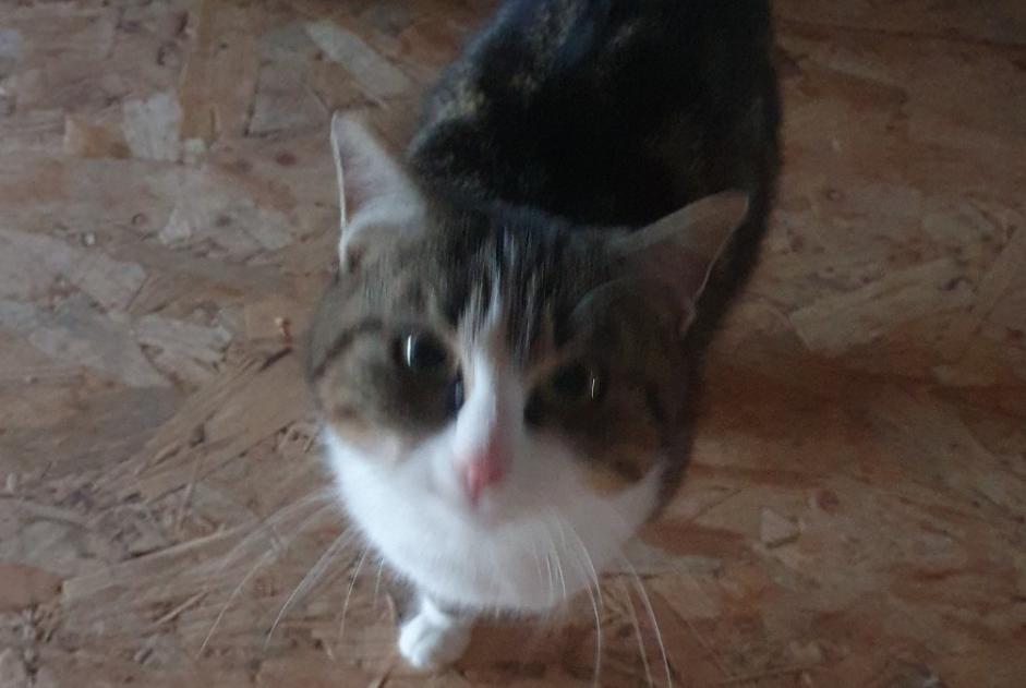 Discovery alert Cat miscegenation Female Longeville-sur-Mogne France