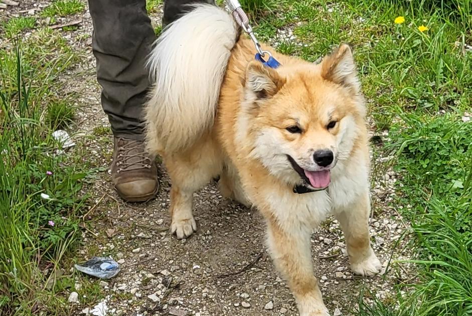 Discovery alert Dog  Male Montaulin France