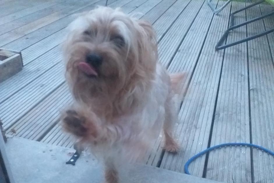 Discovery alert Dog miscegenation Male La Rivière-de-Corps France