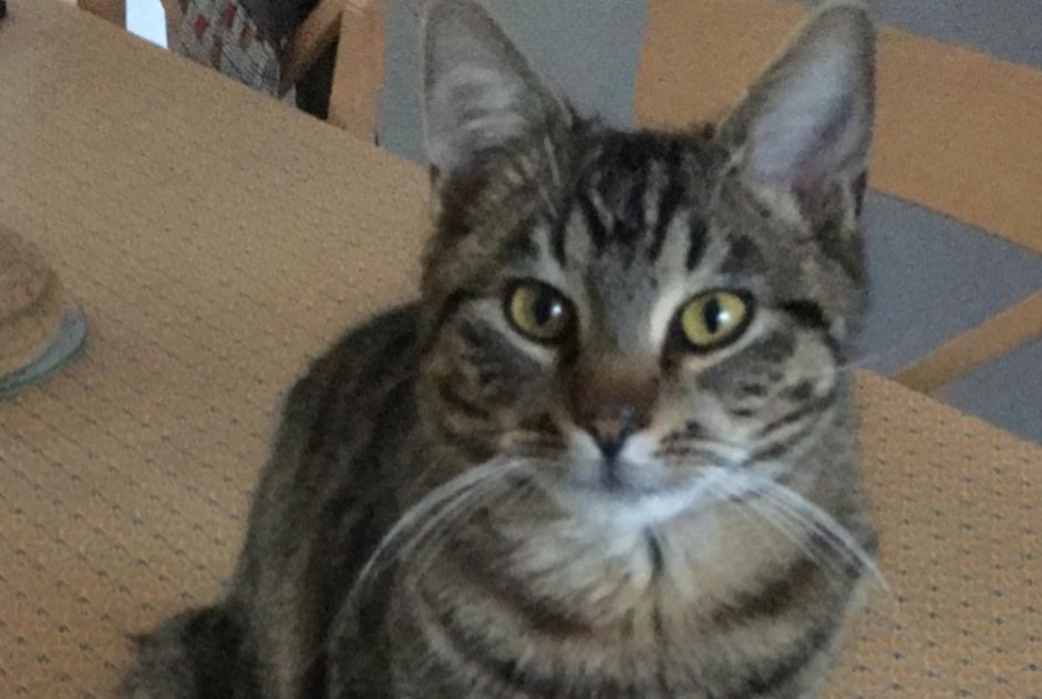 Alerta de Desaparición Gato Macho , 1 años Épinay-sur-Odon Francia