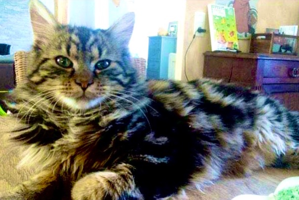Alerte Disparition Chat  Mâle , 6 ans Montgueux France