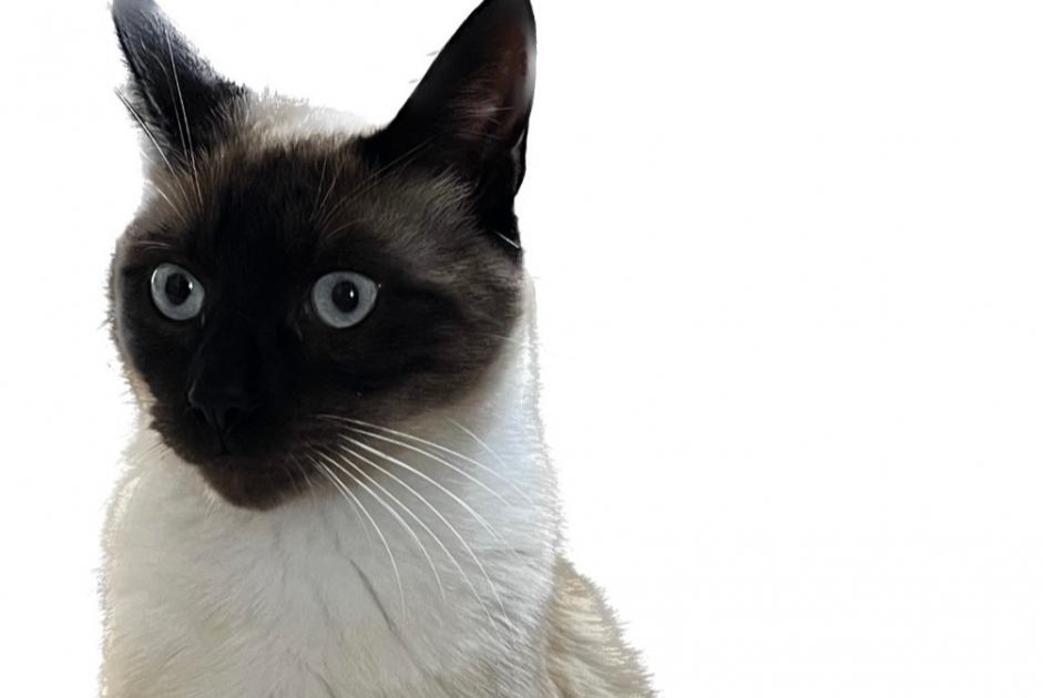 Alerte Disparition Chat  Mâle , 1 ans La Ferté-sous-Jouarre France