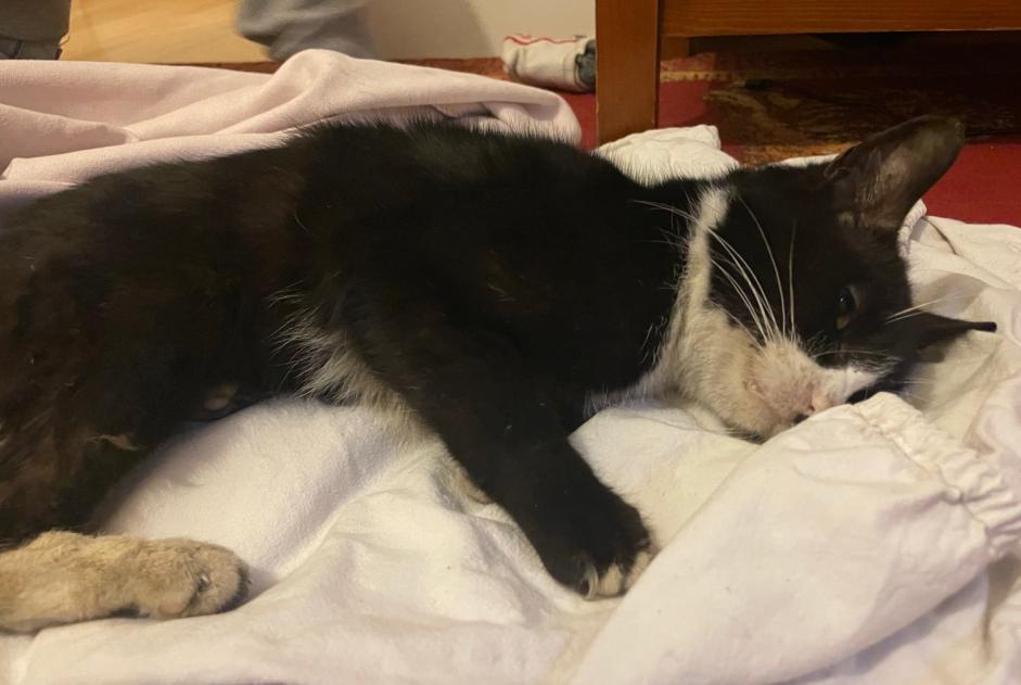 Alerte Découverte Chat Inconnu Troyes France