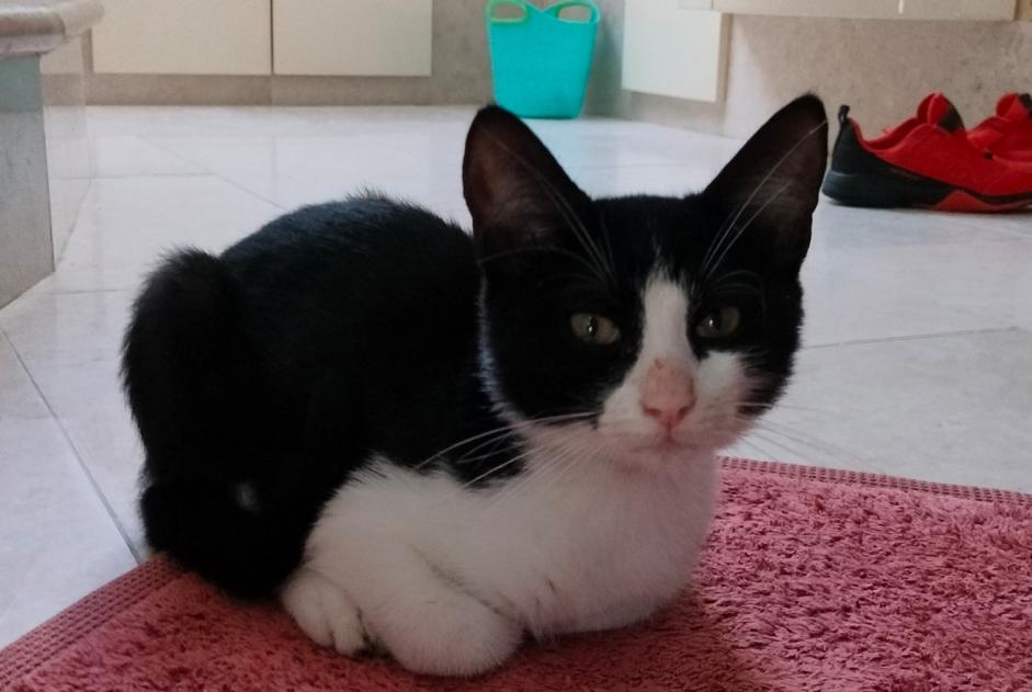 Alerte Découverte Chat  Mâle Troyes France