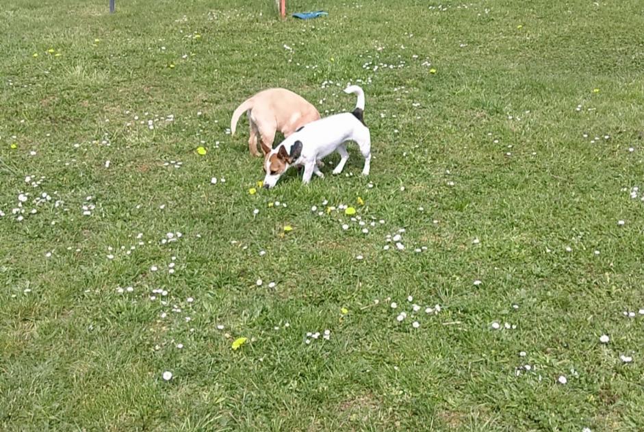 Alerte Disparition Chien Femelle , 4 ans Lusigny-sur-Barse France Alerte Disparition Chien Femelle , 4 ans Lusigny-sur-Barse France