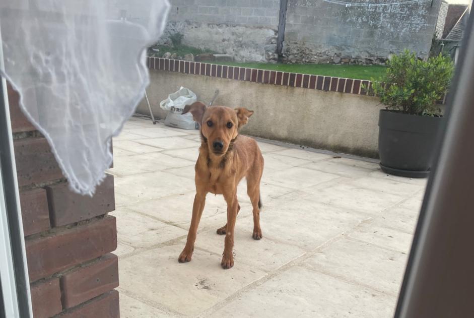 Alerte Découverte Chien croisement Femelle Traînel France Alerte Découverte Chien croisement Femelle Traînel France