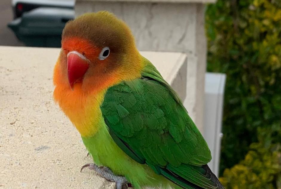 Alerte Découverte Oiseau Inconnu Barberey-Saint-Sulpice France