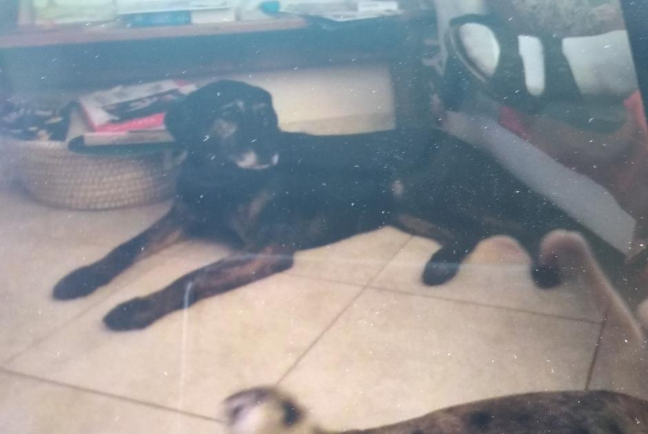 Verdwijningsalarm Hond rassenvermenging Vrouwtje , 10 jaar Avant-lès-Ramerupt Frankrijk