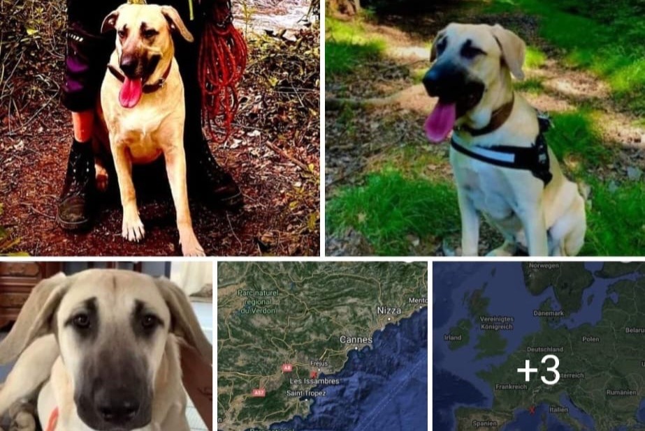 Verdwijningsalarm Hond rassenvermenging Vrouwtje , 3 jaar Roquebrune-sur-Argens Frankrijk